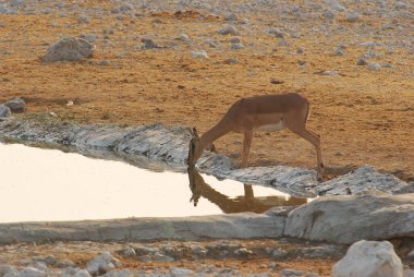 Ormandaki sevimli bir geyiğin yakın plan fotoğrafı.