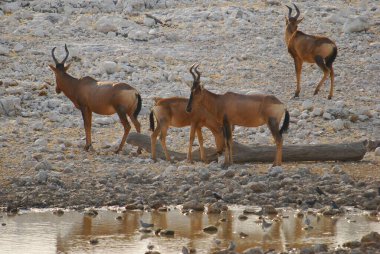Afrika antilopları, Etoşa Ulusal Parkı, Namibya