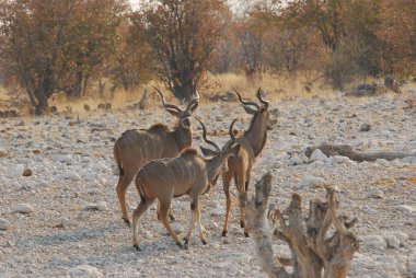 group of african kuopes in the savannah