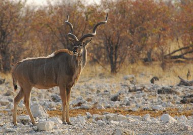Kenya ulusal parkında büyük bir erkek geyik.