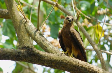 Bir kartalın yakın çekimi