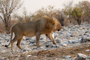 Etoşa Ulusal Parkı, Namibya 'da aslan