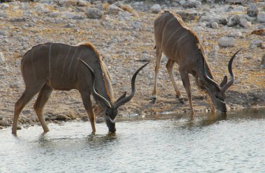 Afrika antilobu (panthera tigris luffa) savanada