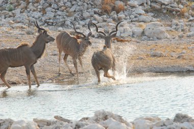 Afrika savanındaki vahşi hayvanlar.
