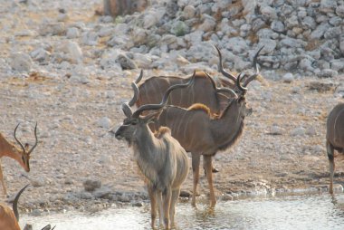 Afrika bozkırlarında vahşi geyikler