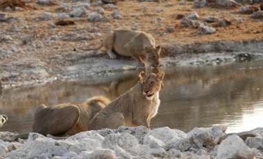 Vahşi Afrika aslanı (panthera pardus) )