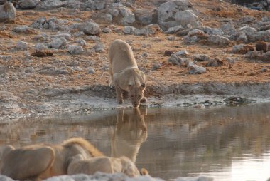 Hayvanat bahçesinde bir grup keçi