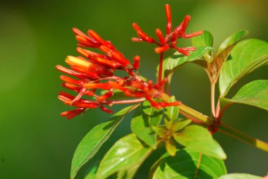 Açık havada büyüyen çiçeklerin yakın görüntüsü