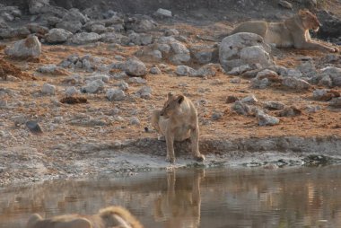 Namibya 'daki Etosha Milli Parkı' nda Aslan