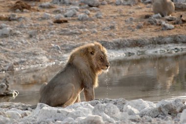 Aslan, su birikintisinde su içiyor.