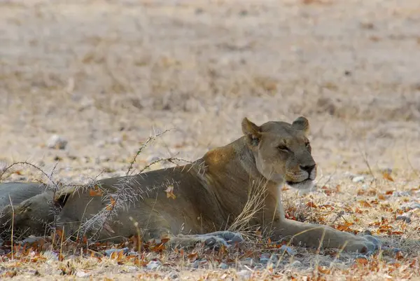 Kumda yatan güzel beyaz bir aslanın yakın plan çekimi.