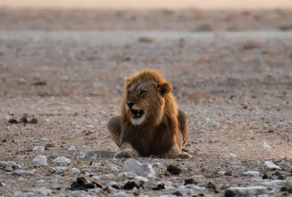 Aslan Kruger Park, Güney Afrika