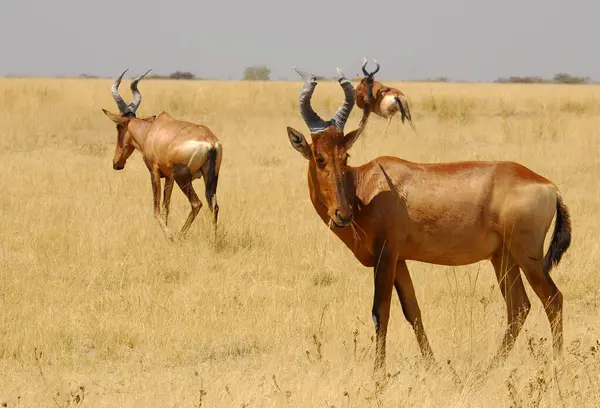 Kenya savanasında ölüm sürüsü