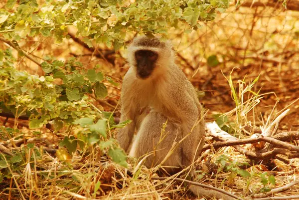 Hayvanat bahçesindeki maymun