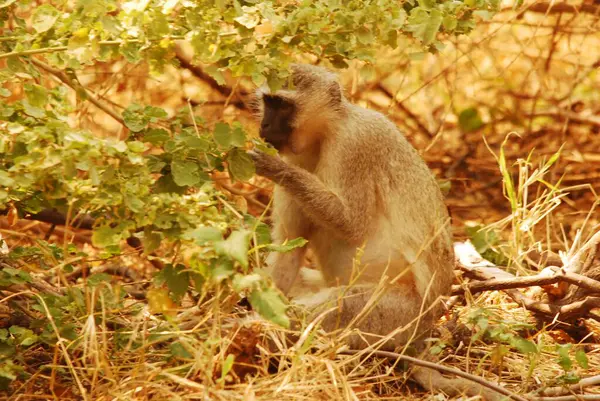Ormandaki şirin bir maymunun yakın plan fotoğrafı.