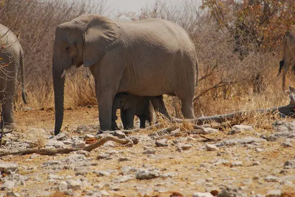 elephant with big eyes in the african savannah