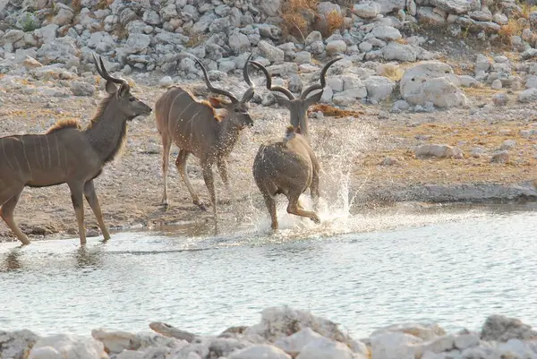 Afrika savanındaki vahşi hayvanlar.