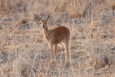 Çimenlerdeki dişi kudu.
