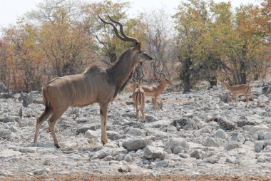 Savanada bir Afrikalı sütyen sürüsü
