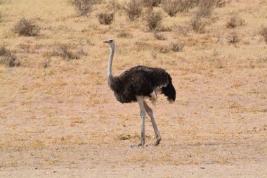 Devekuşu çölde yürüyor..