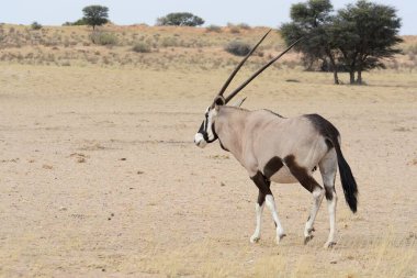 Çölde beyaz bir atın güzel manzarası.