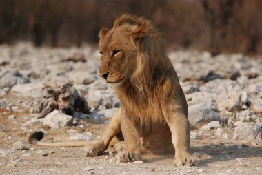 Vahşi bir Afrika bozkırında dinlenen dişi aslan.