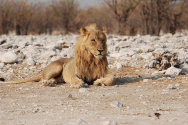 Aslan etkin ulusal park, Namibya