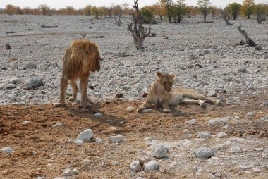 Afrika aslanı Kruger National park, Güney Afrika