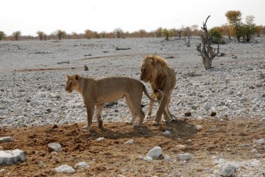 Kenya savanındaki aslan