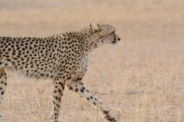 Namibya 'da çita, Afrika