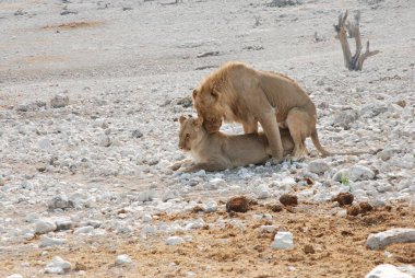 Aslan etkin, Namibia