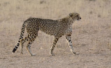 Kenya bozkırında çita