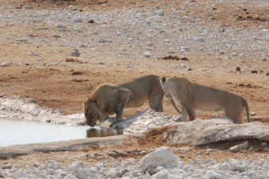 Etoşa Ulusal Doğa Koruma Alanı 'ndaki su birikintisinden aslan içme suyu. Etoşa, namibya, Afrika
