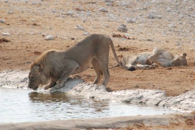 Hayvanat bahçesindeki aslan