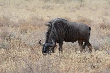 Vahşi Afrika zebrası, Afrika savanı, fauna