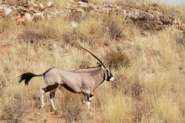 Vahşi antilop, hayvan