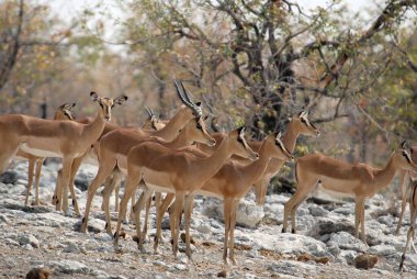 Bir grup beyaz kuyruklu antilop Afrika 'nın bozkırında