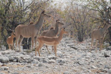 white deer in the desert