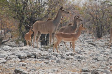 Savanadaki bir grup vahşi geyik.
