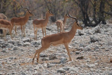Kudu antilobu, Afrika bozkırlarında bir antiloptur.