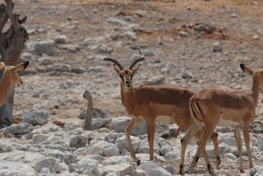 Afrika antilopları, vahşi Afrika savanasının ortasında, savananın ortasında.