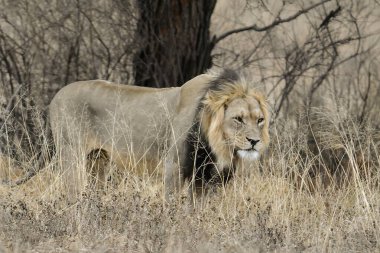 Güney Afrika 'daki Kruger Ulusal Parkı' nda aslan var.