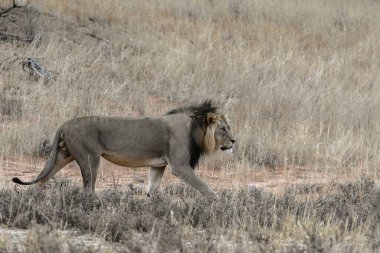 Afrika 'nın bozkırındaki aslan