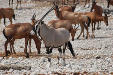 Afrika çalısı beyazı - Afrika antilobu - etosha Ulusal Parkı