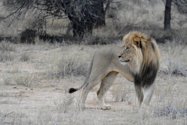 Afrika erkek aslanının savanadaki güzel bir fotoğrafı.