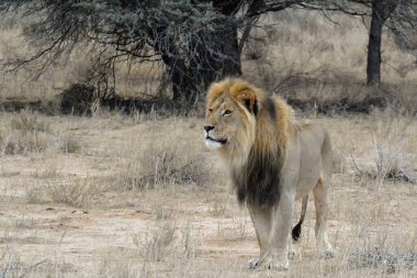 Kenya savanındaki erkek aslan.
