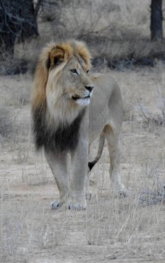 Kruger Park 'taki Afrika aslanı.
