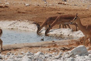 Su birikintisi, Etoşa Milli Parkı, Namibya
