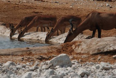 Büyük kızıl geyik (cerus elaphus) )