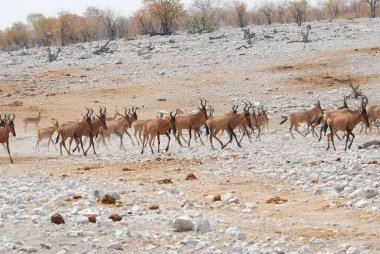 savana vahşi hayvanlar